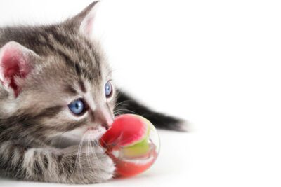 bigstock-Kitten-plays-with-ball-38591263