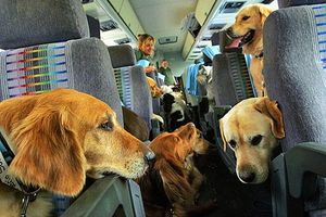 dogs-in-flight