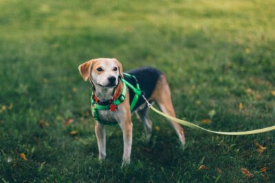 Dog on walk with leash