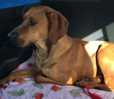 Tex in car