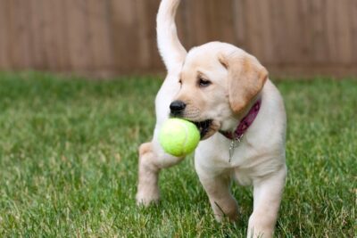 pet first aid awareness