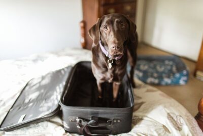 A Chocolate Labrador Retriever dog stands in an empty suitcase and looks morosely up at the camera. Credit: Purple Collar Pet Photography/Getty
