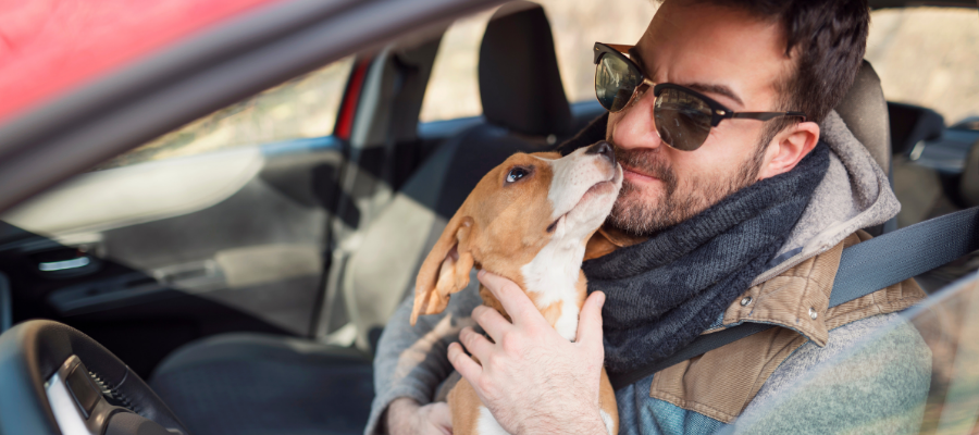 6 Reasons To Love Animal Rescue Transport - Doobert.com