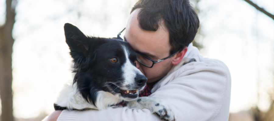 6 Reasons To Love Animal Rescue Transport - Doobert.com