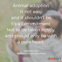 shelter animals quotes