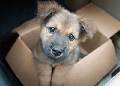 puppy in box