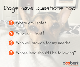 dogs have questions