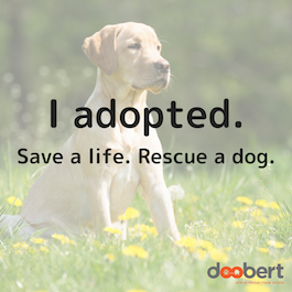 rescue a dog