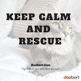 keep calm and rescue