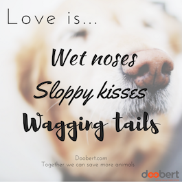 wet noses, sloppy kisses, wagging tails