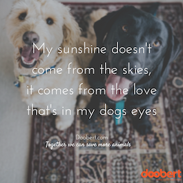 sunshine, dogs eyes