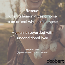 unconditional love, dog being held