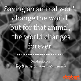 saving animal change the world