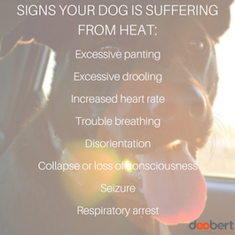 signs of overheating animals, hot dog, summer