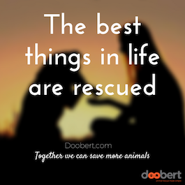 rescue animals