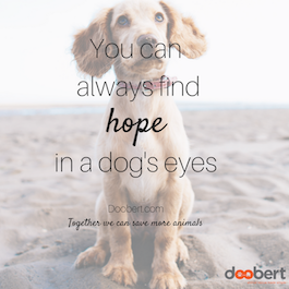 hope in eyes, dog on beach