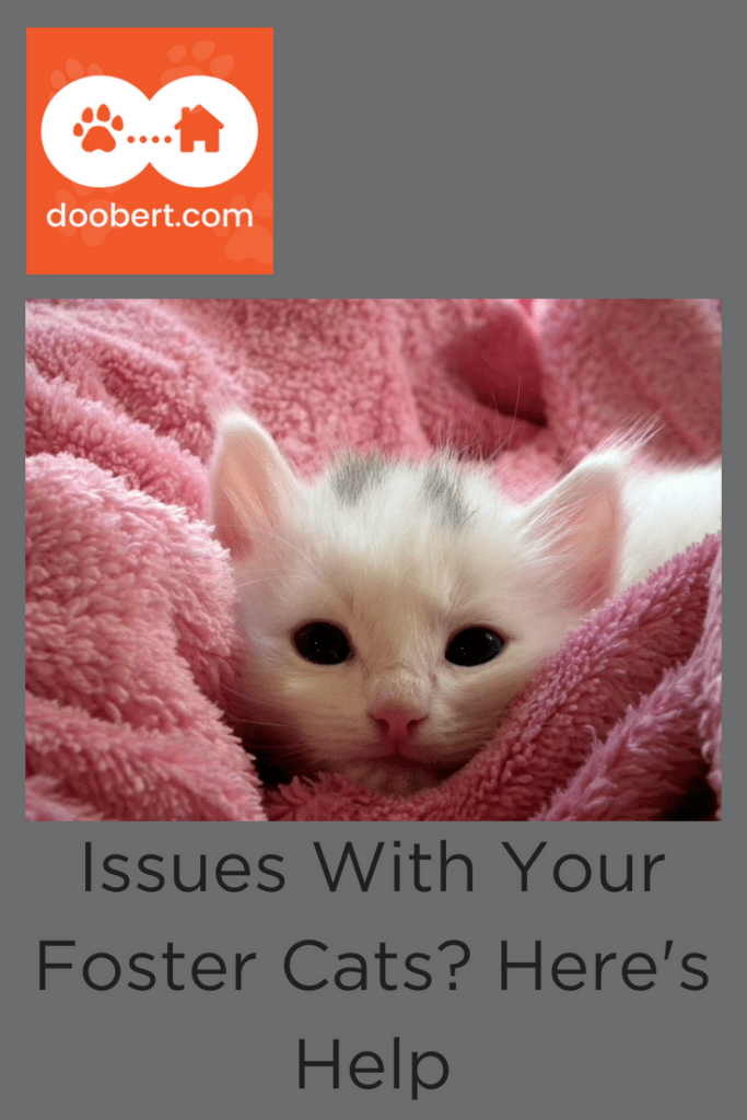 Need Help With Your Foster Cats? (photo: white kitten)