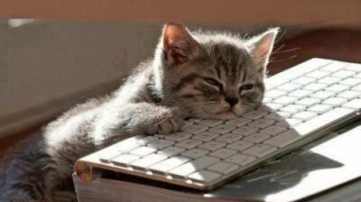 Lazy, cat on keyboard