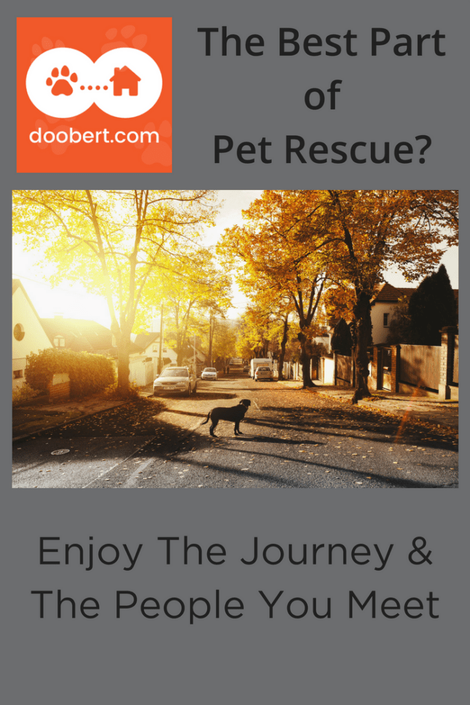 To get the most out of pet rescue, enjoy the journey. (Image - dog on road in sun).