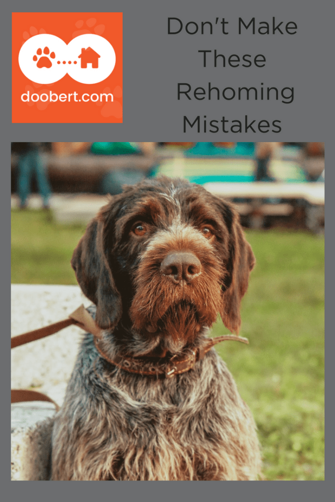 Are you making these rehoming mistakes? (Image - sad brown dog)