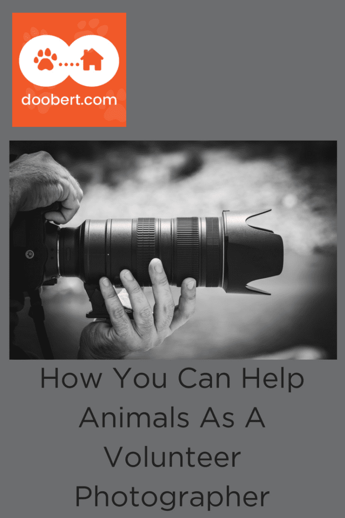 Learn how you can help animals by volunteering as a photographer. (image: large camera lens)