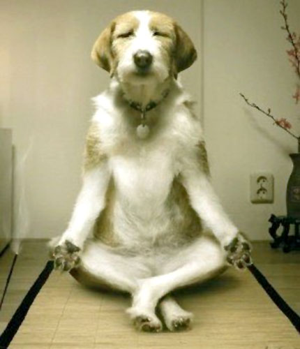 dog doing yoga