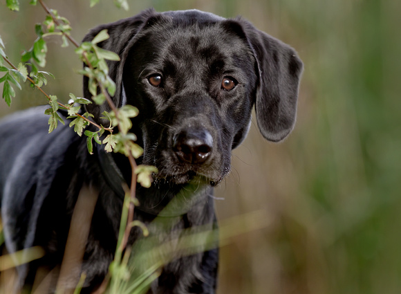 photograph of black dog