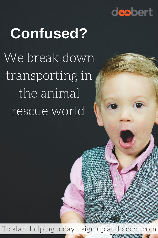 What the heck is animal rescue transporting_