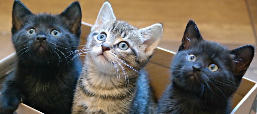 Get Exclusive Access to Kittens. Sign Up to Foster Today! - Doobert.com