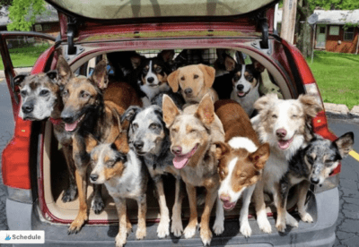 animal rescue transport