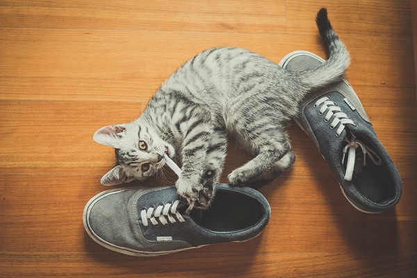 cat playing with shoes