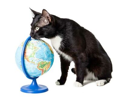 global travel with pets