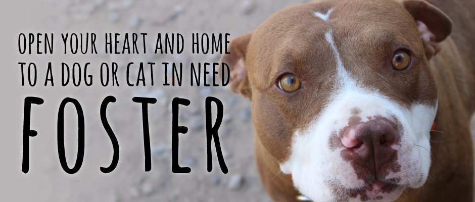 foster an animal