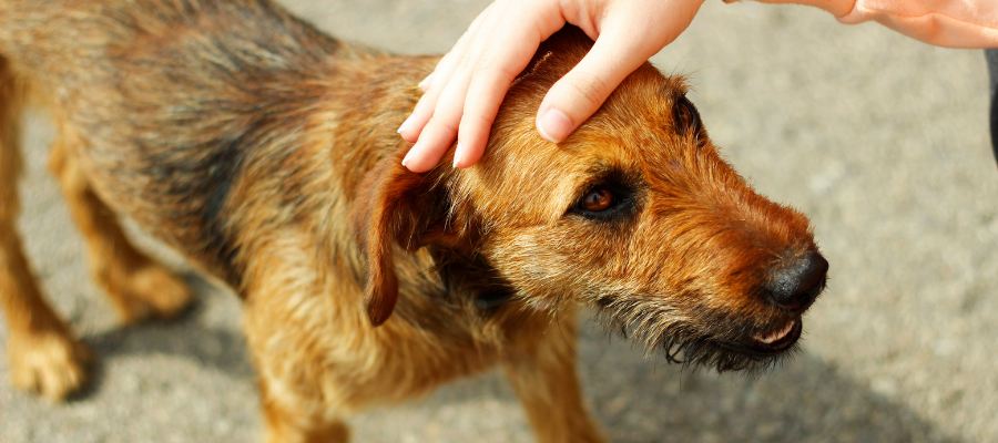 6 Ways to Help Animals Through Volunteering