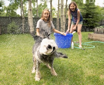 dog bath