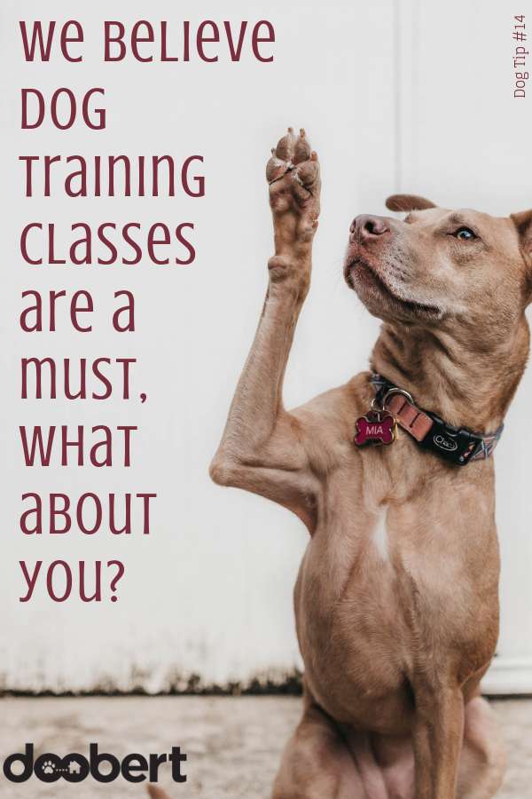 We believe dog training classes are a must, what about you_