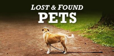 lost and found pets