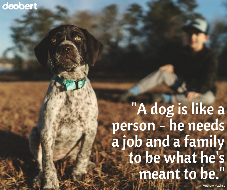 A dog is like a person - he needs a job and a family to be what he's meant to be._ (1)