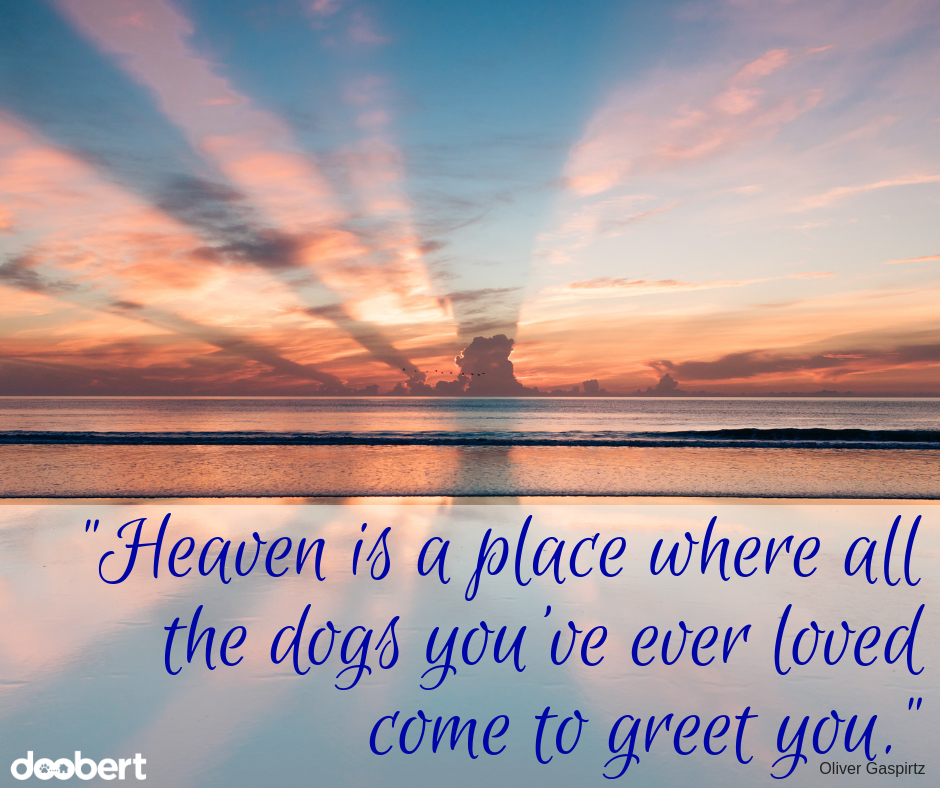 Heaven is a place where all the dogs you've ever loved come to greet you.
