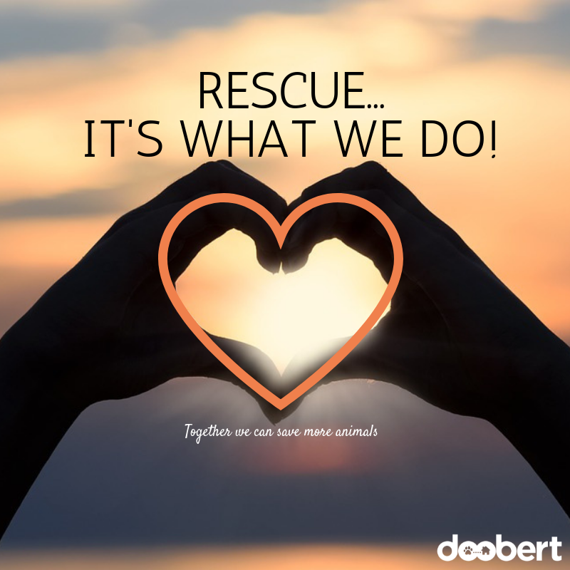 Rescue - It's what we do