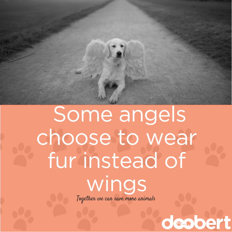 Some angels choose to wear fur instead of wings
