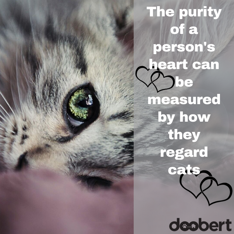 The purity of a person's heart can be measured by how they regard cats