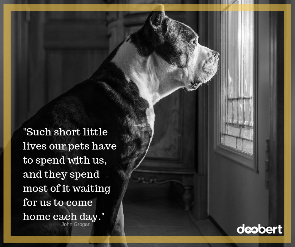 Such short little lives our pets have to spend with us, and they spend most of it waiting for us to come home each day.