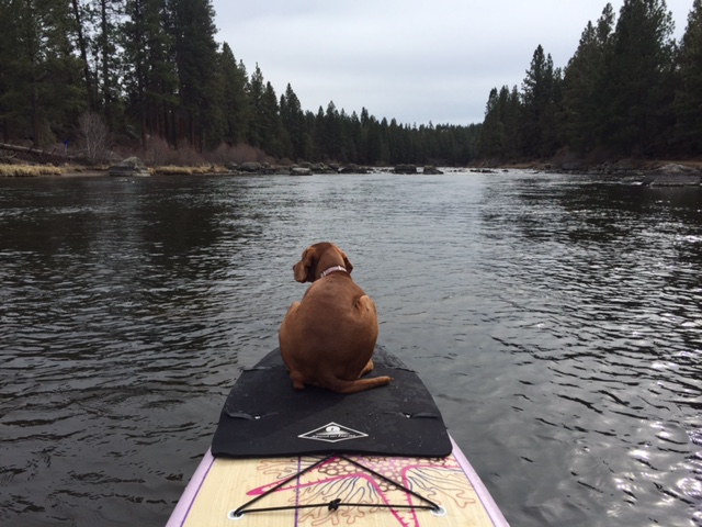 dog-paddle-board