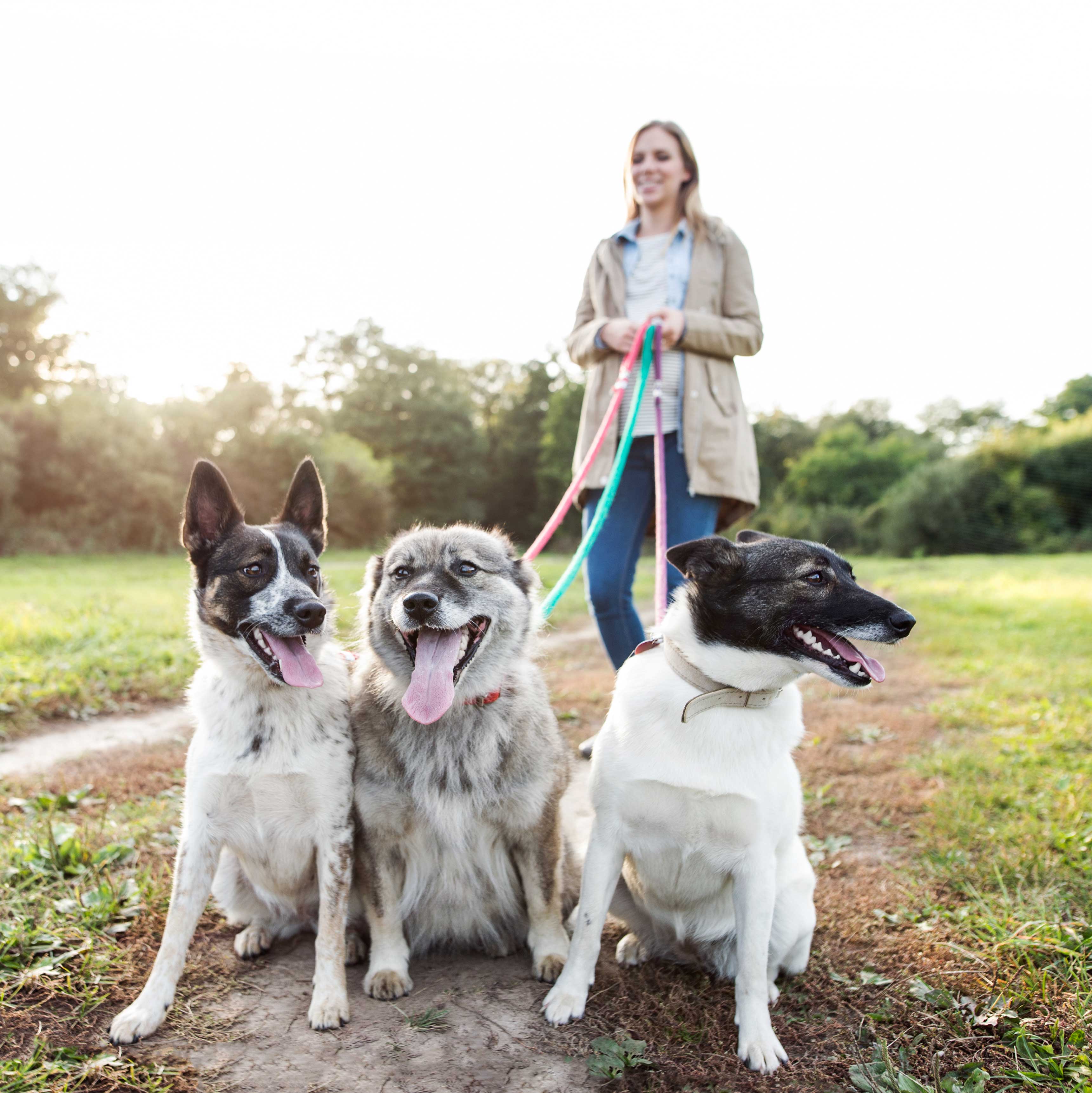 dog walker