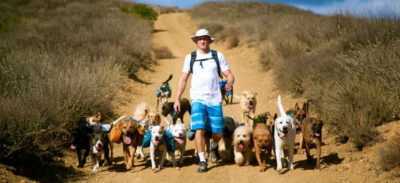 dogs hiking