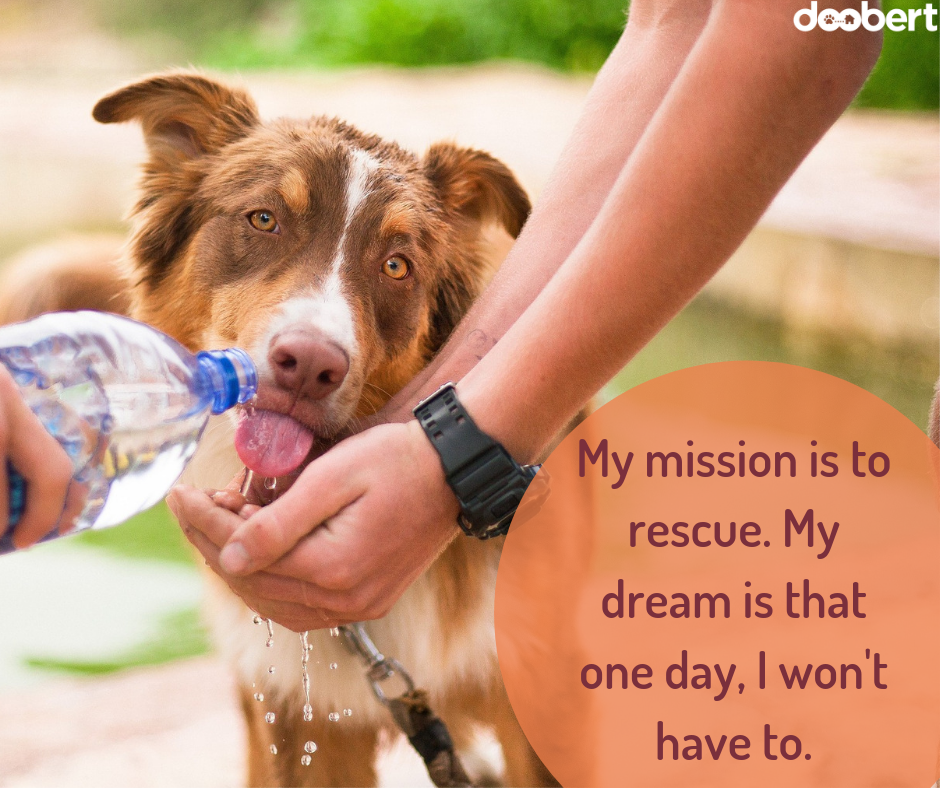 My mission is to rescue. My dream is that one day, I won't have to.