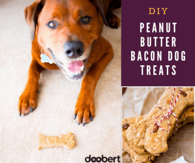 DIY Peanut Butter Bacon Dog Treats