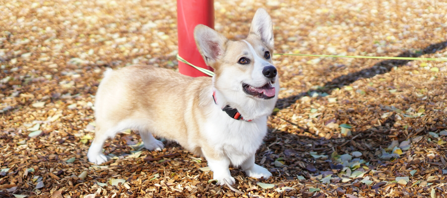 National Random Acts of Kindness: 15 Acts of Kindness for Animals National Love Your Pet Day