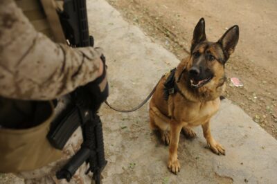 5 Reasons Why Volunteering at an Animal Shelter Is Good for the Soul National K9 Veterans Day : Top 5 Legendary War Dogs